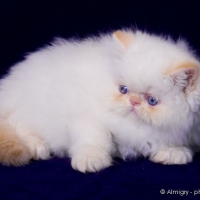 Kittens 2009